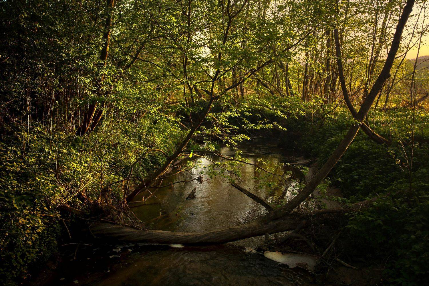 лес,ручей,весна,природа,пейзаж, Булатов Дмитрий