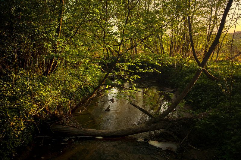 лес,ручей,весна,природа,пейзаж весенний лес фото превью