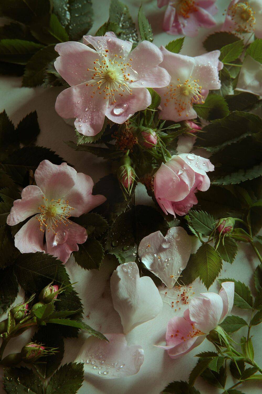 , Анастасия Кисляк