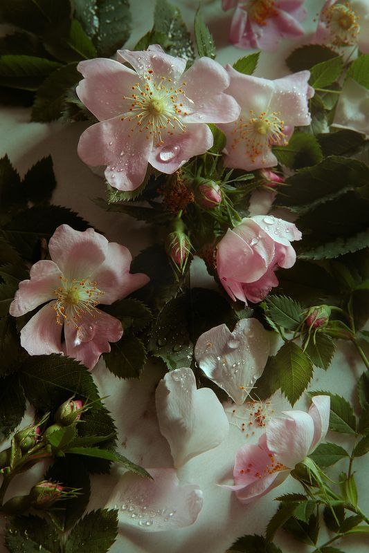 Шиповник фото превью