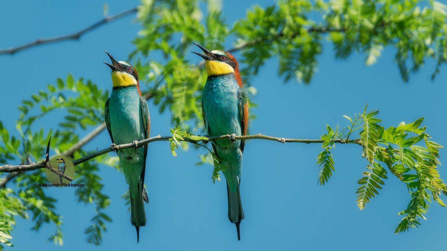 , Alexander Plekhanov