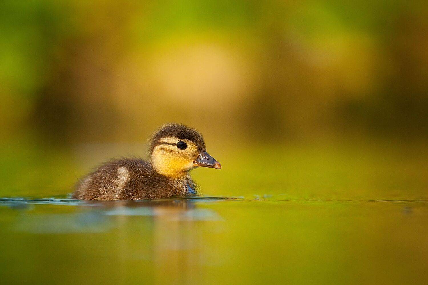 , Robert Adamec