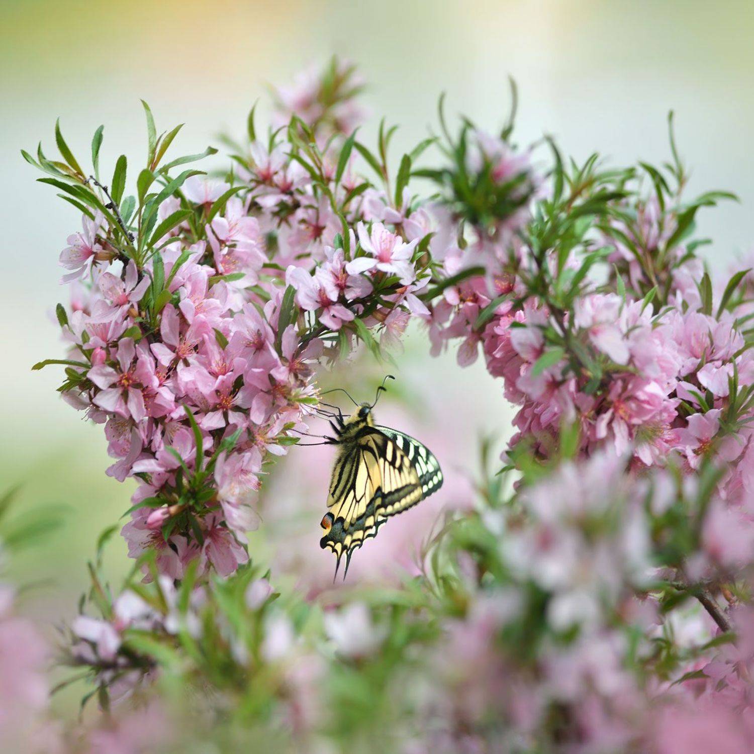 , Воинкова Ирина