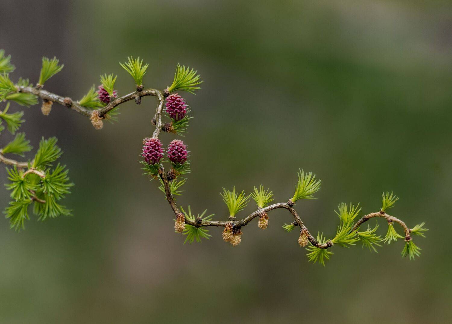 , Курлянцев Алексей