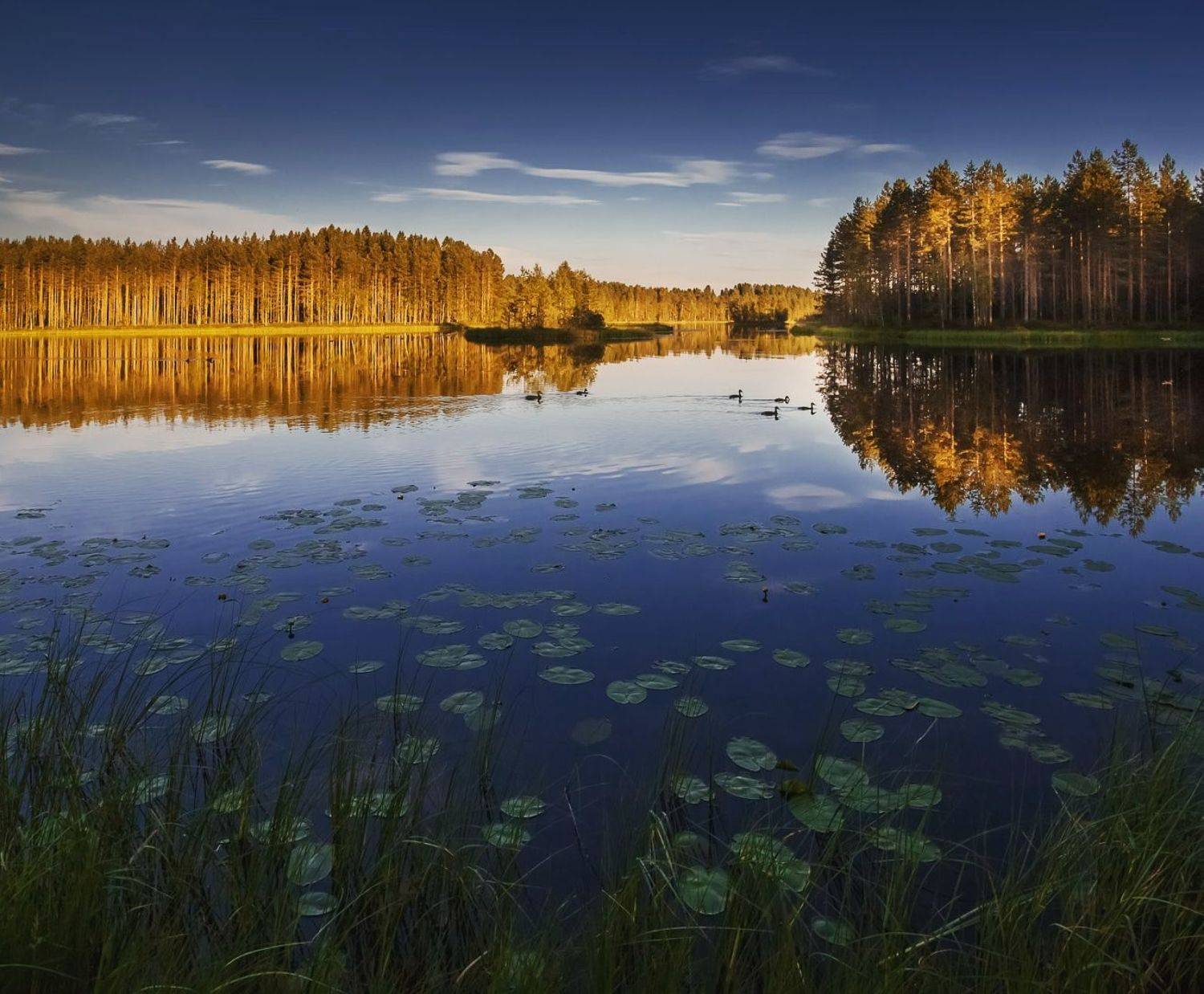 , Евгений Луцко
