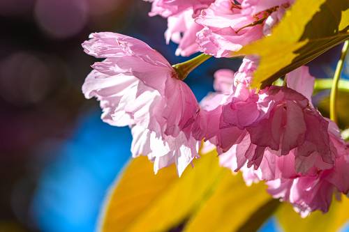 Prunus 'Kanzan' blossom
