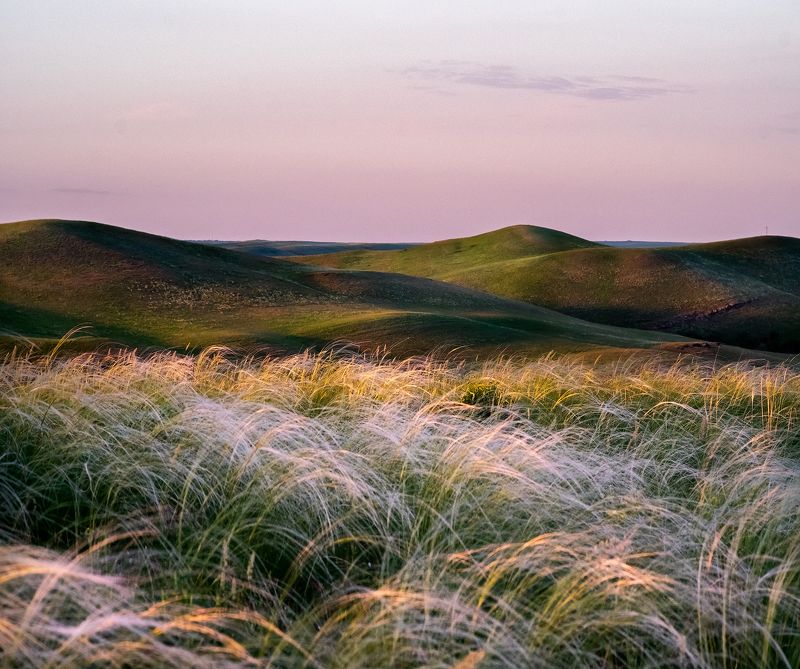 #ProFeatherGrass фото превью