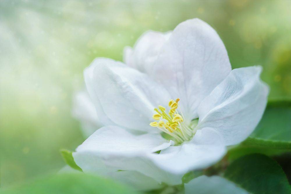 blooms, цветение, цветок, алыча, cherryplum, flower, макро, macro , Марина Хилько