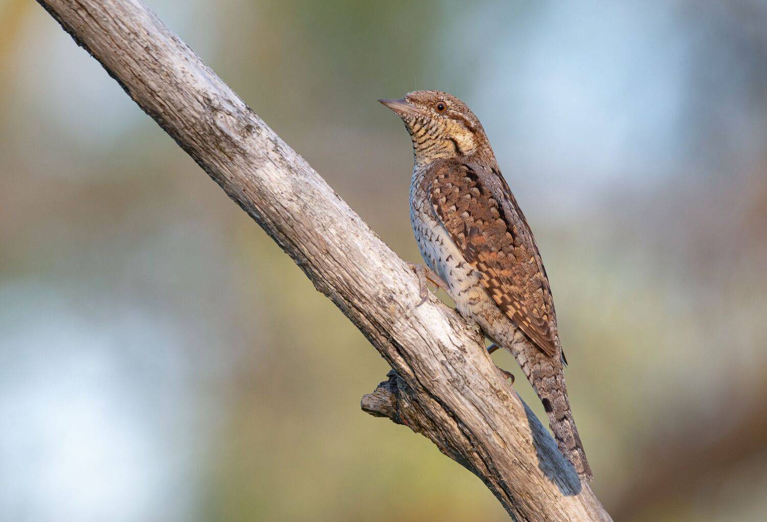 птицы,природа, весна, Андрей Киселёв