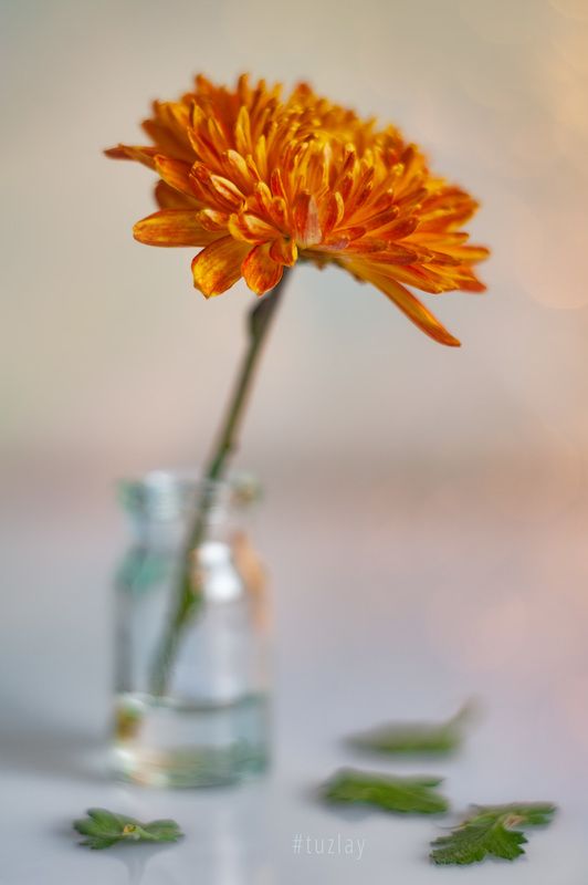 хризантемы Октябрьский этюд фото превью