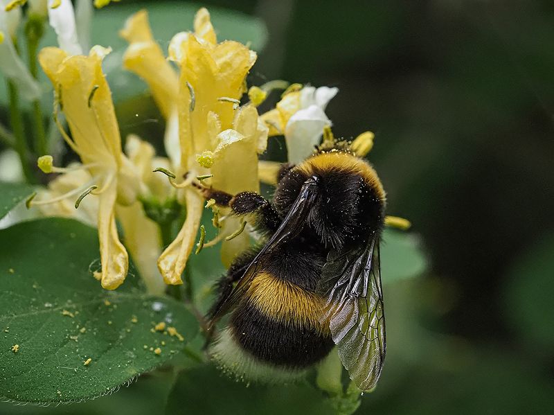 мохнатый полосатый фото превью