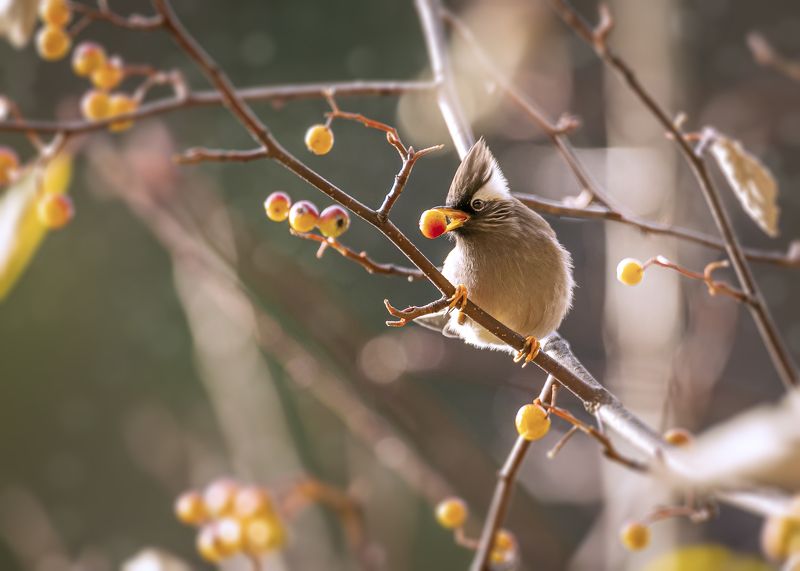 white-collared yuhina, birds, animals, wild The White-collared yuhina фото превью