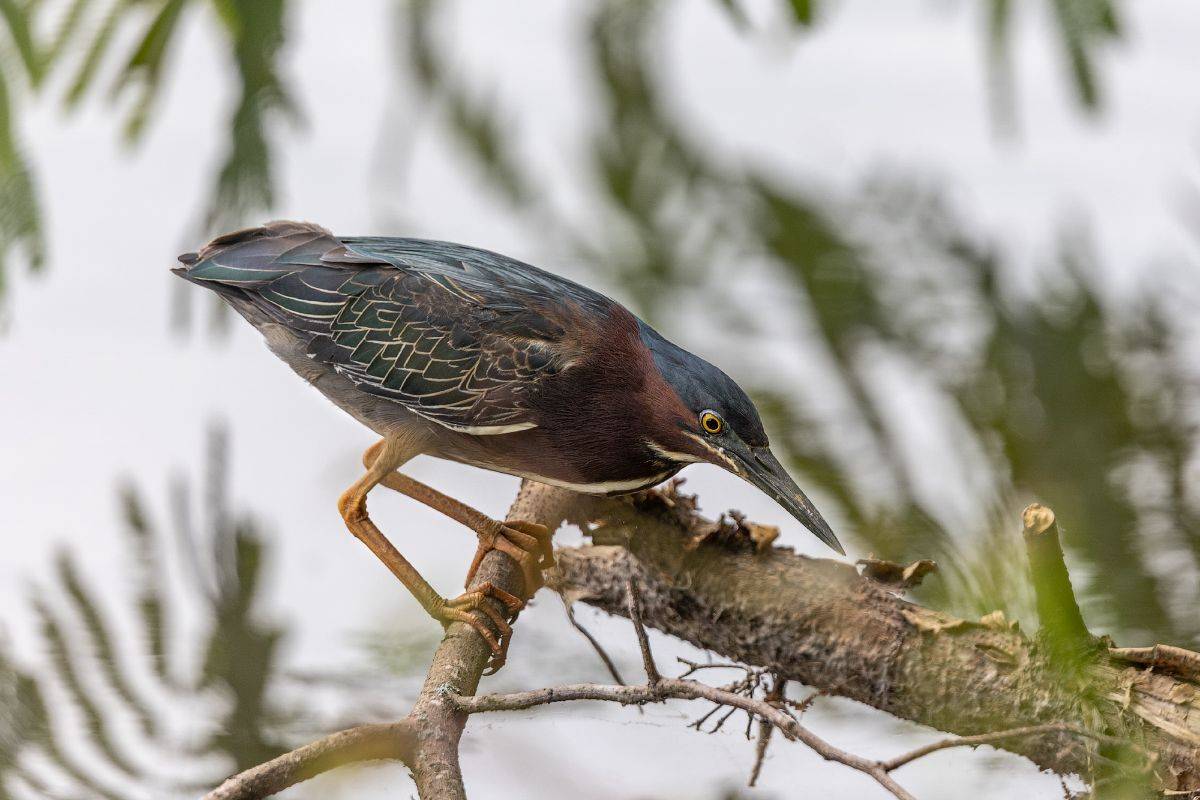 , Леонид Дьяченко