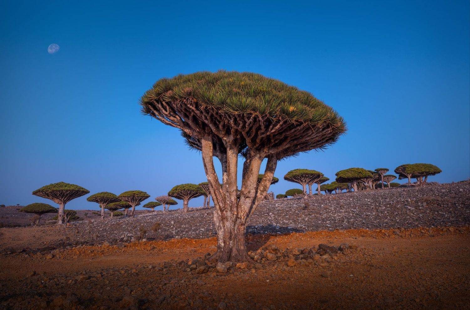 сокотра йемен socotra soqotra yemen драконово дерево вечер dragontree, Виктор Иванов