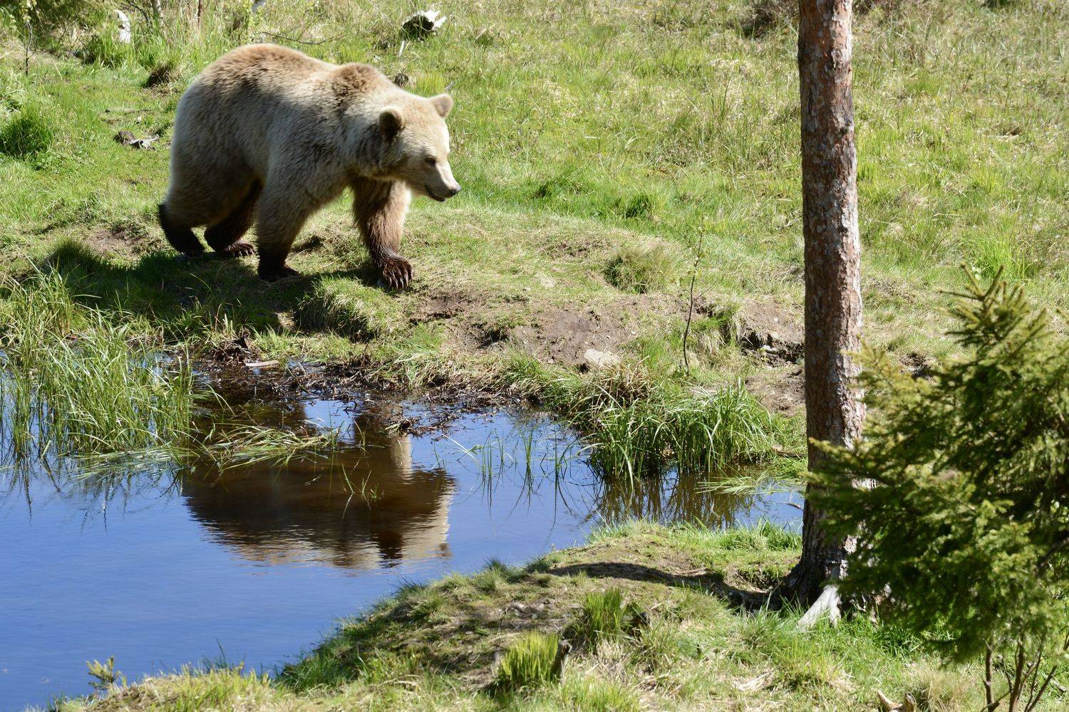 Animals, brown bear, fauna, nature, Norway, summer, water, watering hole, tree, reflection, , Svetlana Povarova Ree