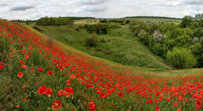мак,poppy,маки,цветы,природа,nature,пейзаж,макро,весна,красный,цвет,red,красота,цветение,краски,landscape, Маковый пожар фото превью