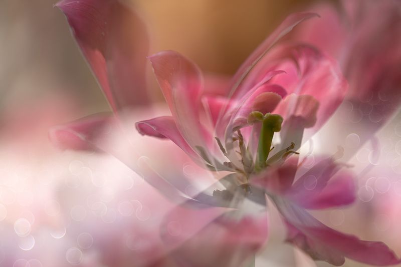 tulips Through space and time... фото превью