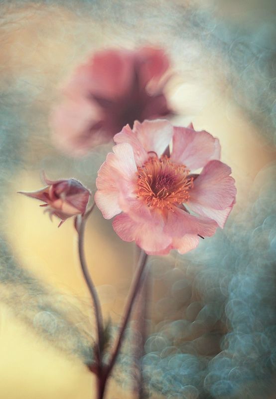 Geum фото превью