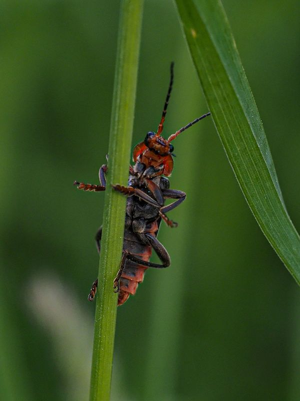 акробат фото превью
