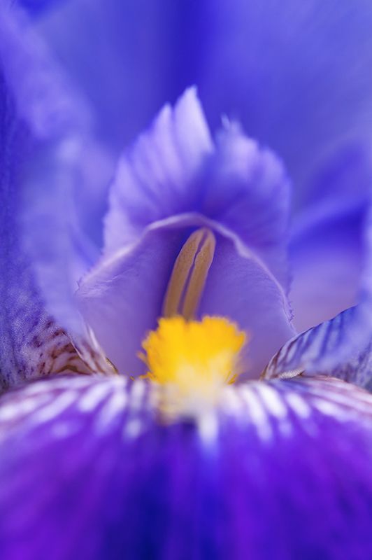 Iris фото превью