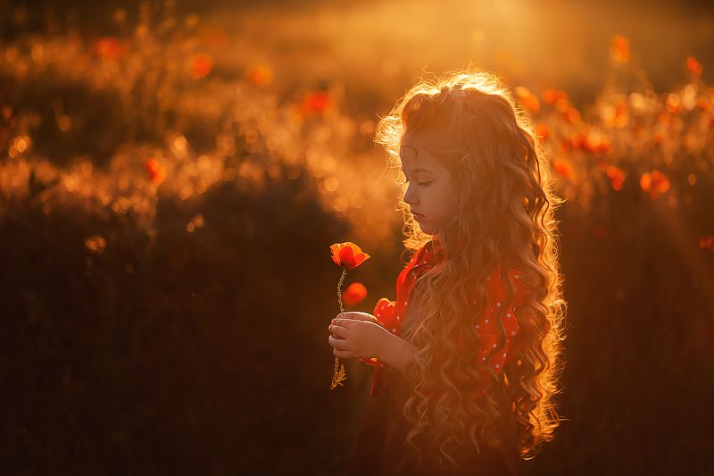 маки, поле, закат, дети Закат в маках фото превью