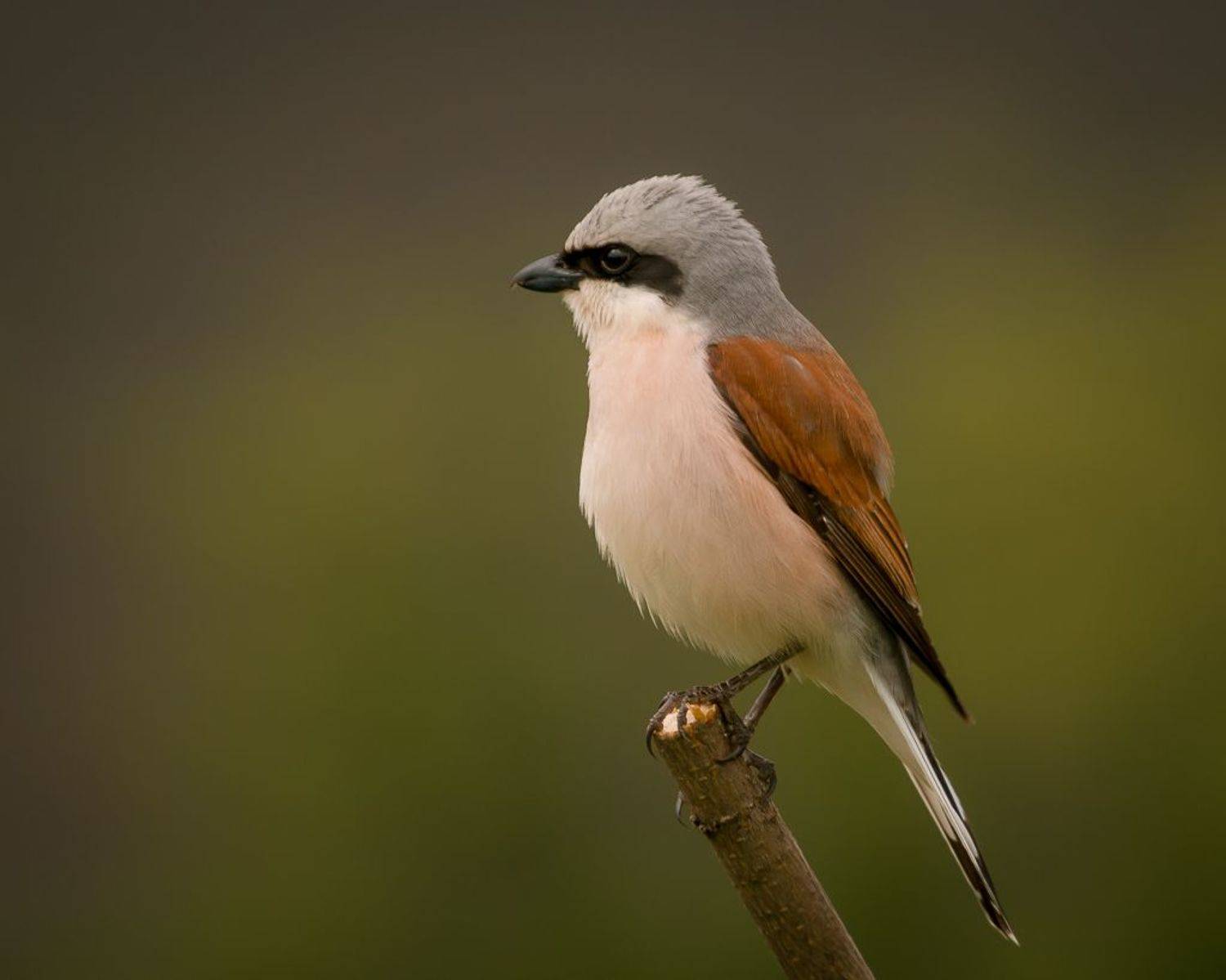 сорокопут, жулан, птицы, лето, birds, wildlife, red-backed shrike, Алексей Юденков