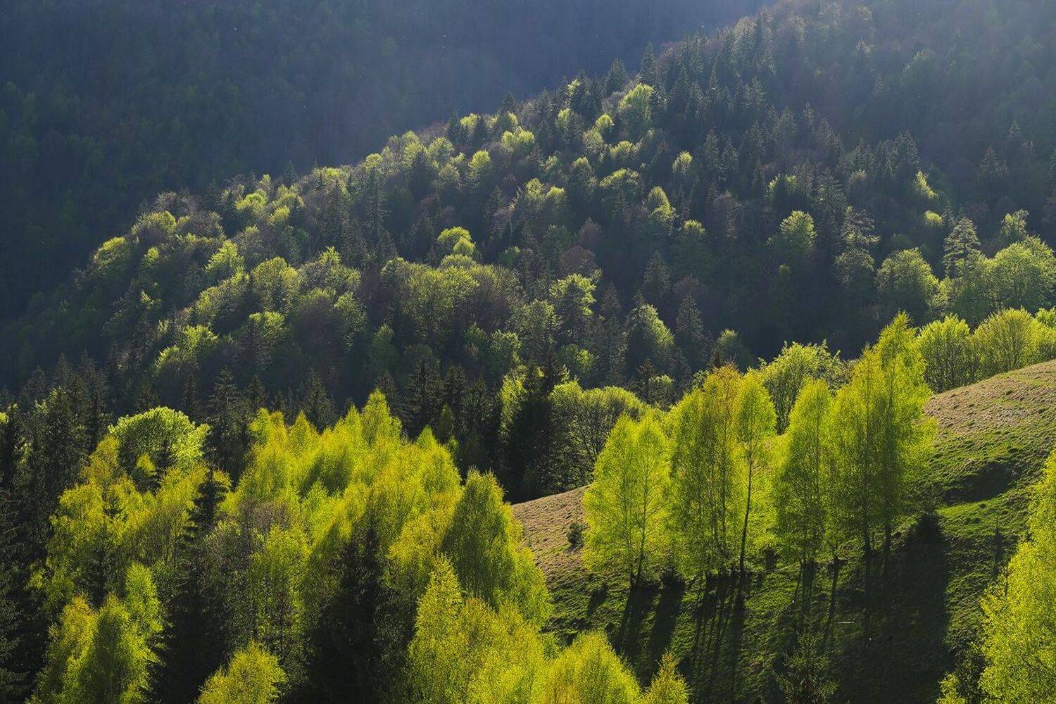 , Stefan Chirobocea