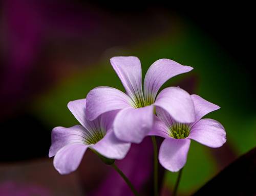 Oxalis debilis