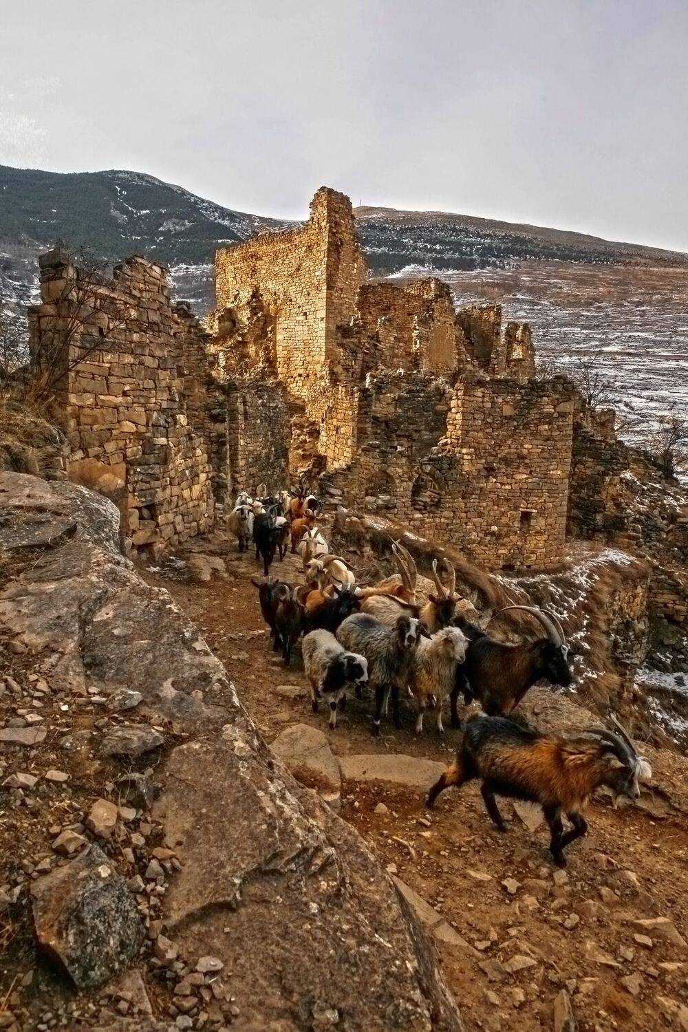 горы,вершины,пейзаж,небо,деревья,дагестан,природа,овцы,козы,развалины,, Marat Magov