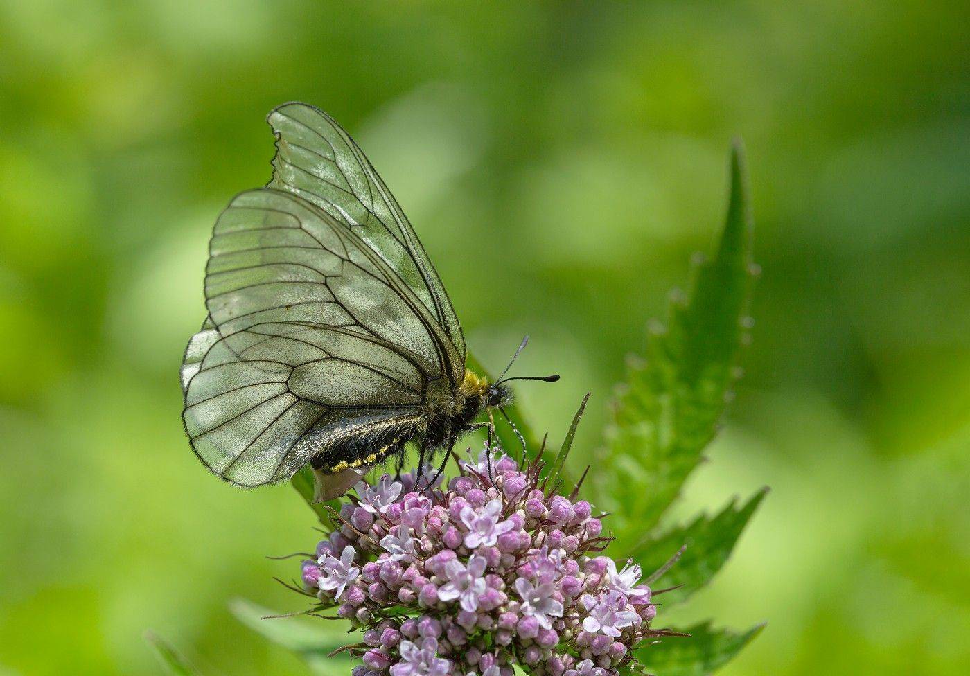 parnassius stubbendorfii  апполон парнассиус штубендорфа, Евгений Слободской