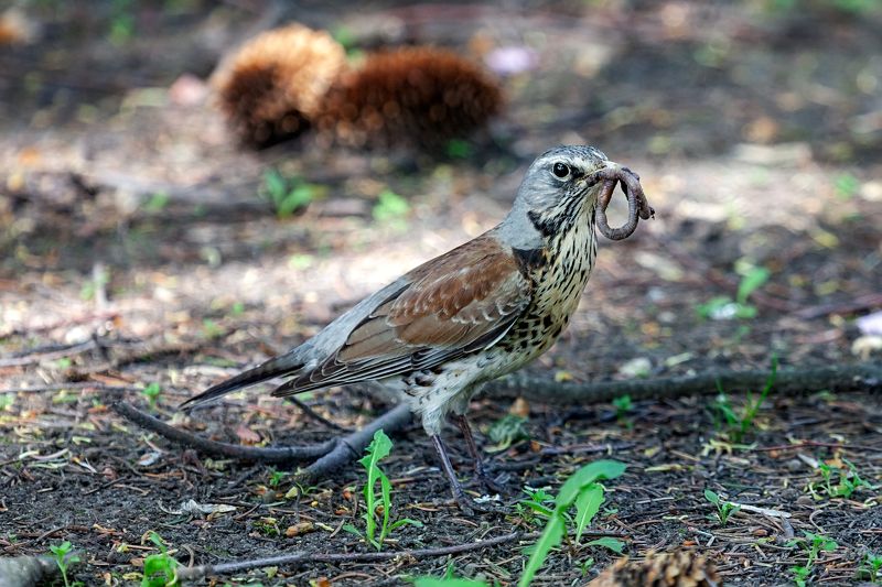 Нелегко быть родителем фото превью