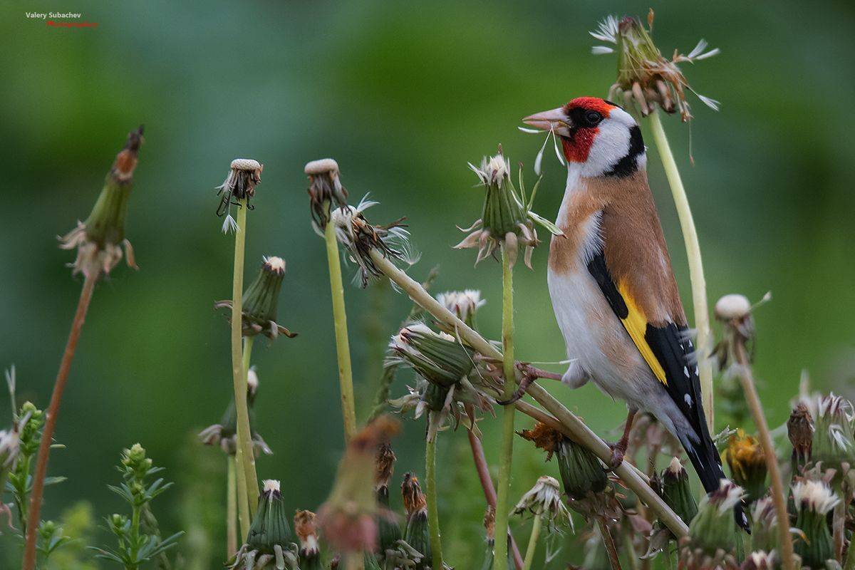 , Валерий Субачев