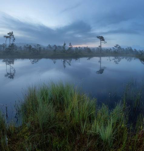 Рассвет на болоте