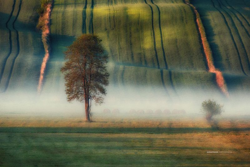 fields, lonely, tree, foggy, morning, springtime, rpowroznik, landscape lonely... фото превью