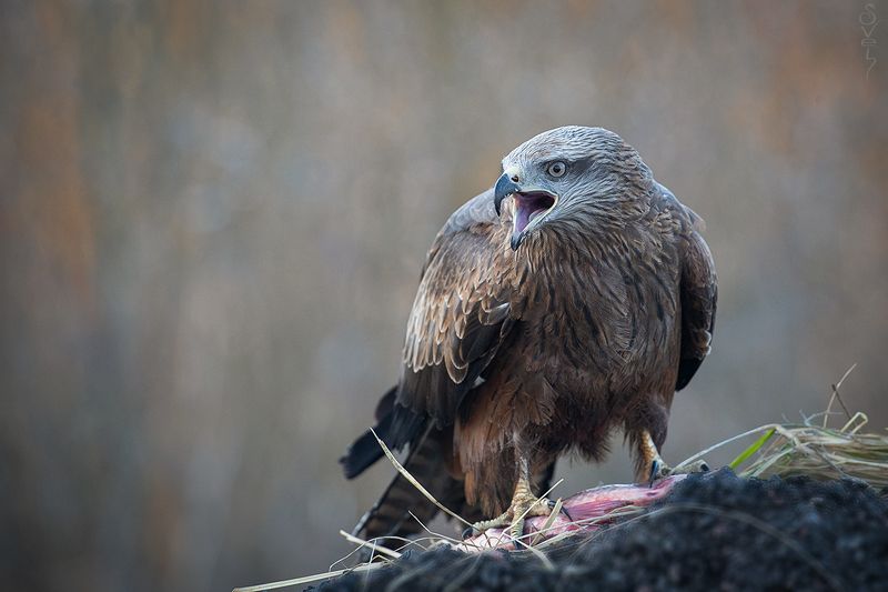 чёрный коршун чёрный коршун фото превью