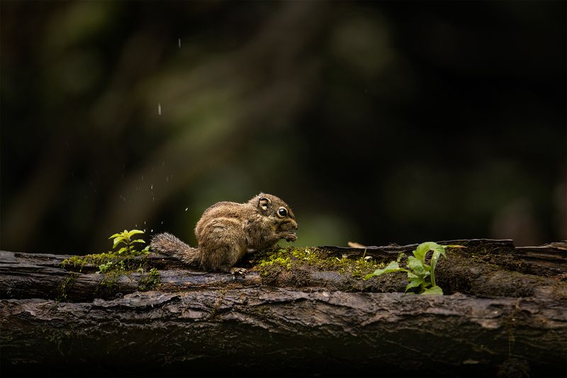 chipmunk, animals, wildlife, nature, cute A little hungry фото превью