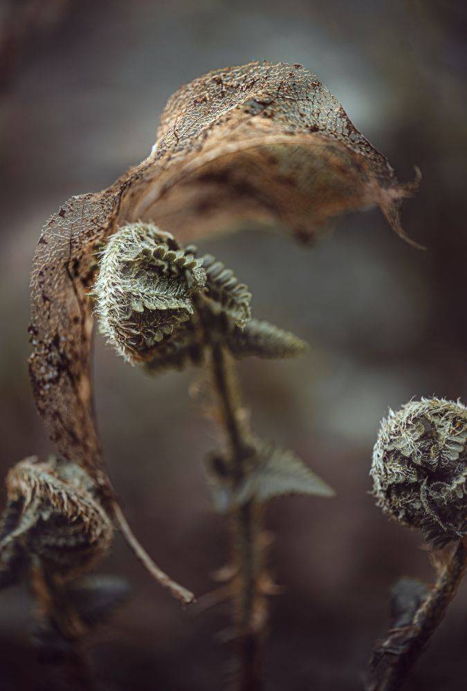 природа, макро, весна, папоротник, лист, Неля Рачкова