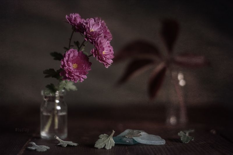 хризантемы Еще про маленькую хризантему фото превью