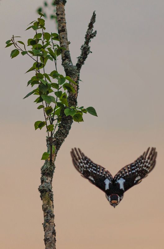 дятел, ленинградская область, птицы, болото, ленобласть На болоте фото превью