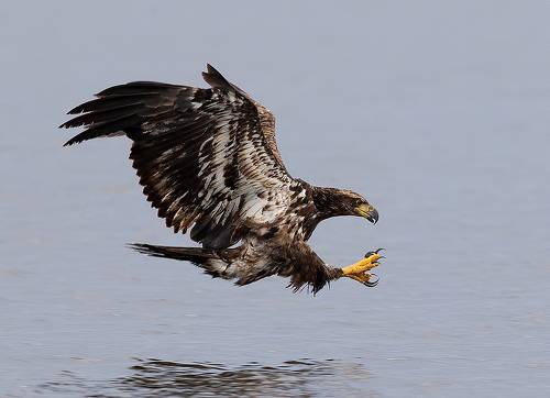 Bald Eagle -  Белоголовый Орлан. Молодой