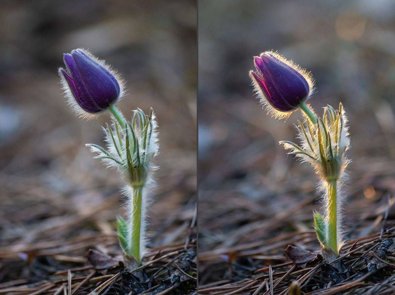сон-трава, прострел раскрытый, мещёра, рязанская область, весна, закат, Валерий Пешков