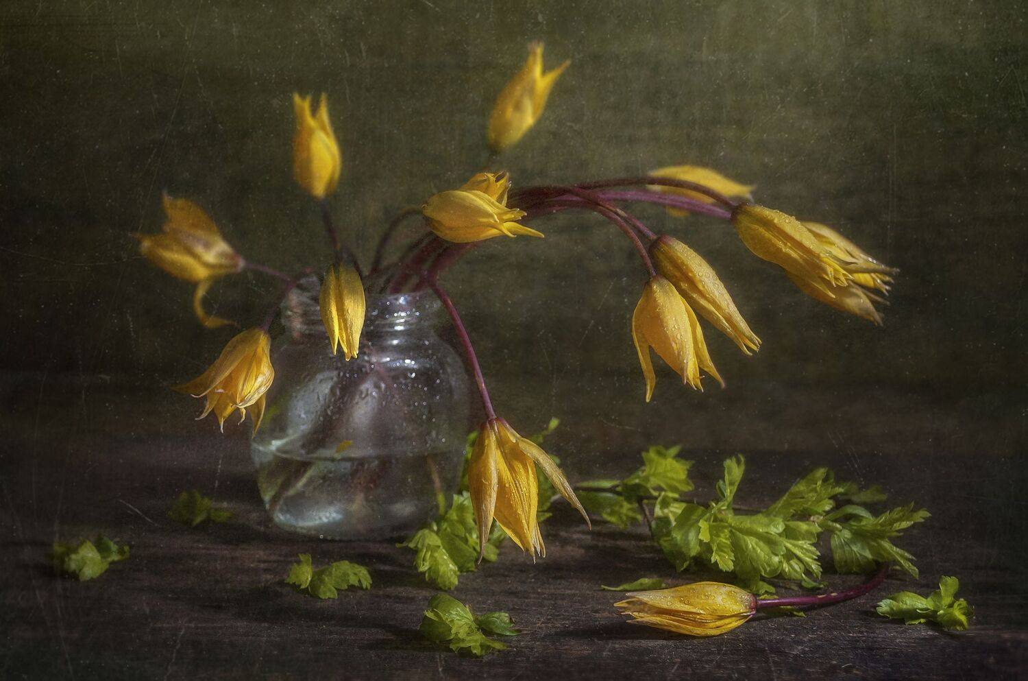 тюльпан,жёлтые,цветы,весна,текстурный,банка,дикие, Владимир Володин