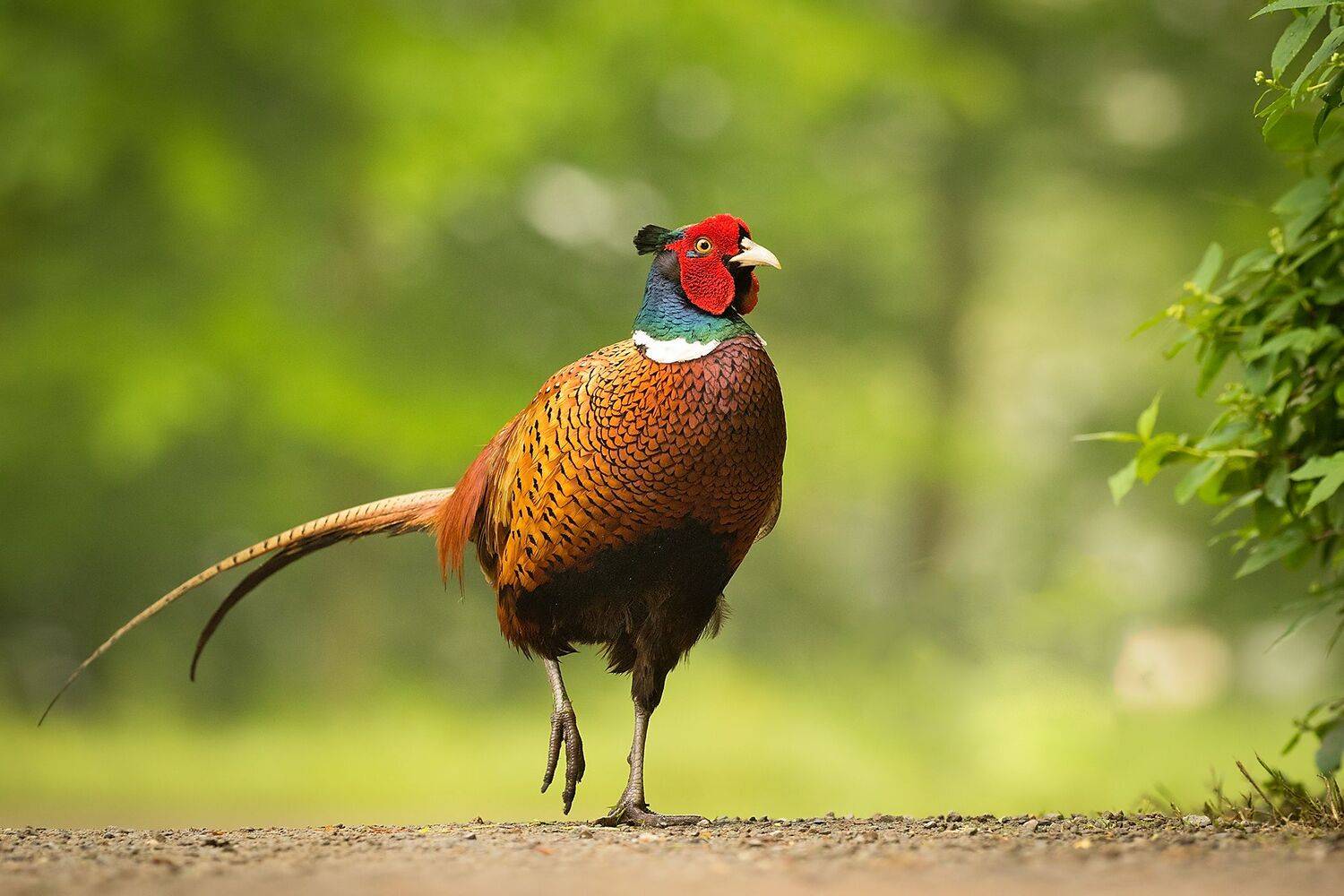 , Robert Adamec
