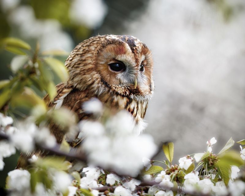 owl, spring, blossoms Spring time фото превью