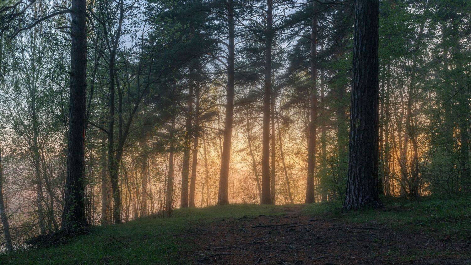 природа, туман, настроение, утро, весна, пейзаж, Московская область, Мартыненко Дмитрий