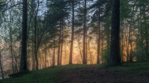 Туманное утро