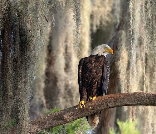 Bald Eagle -  Белоголовый Орлан