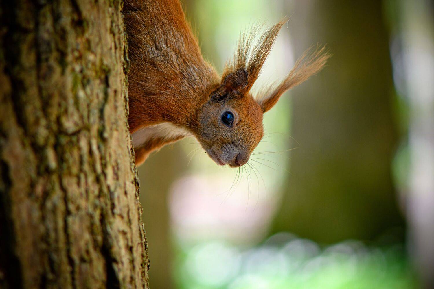 squirell, mamal, fur, red, forest, wild lofe,  Mykhailo