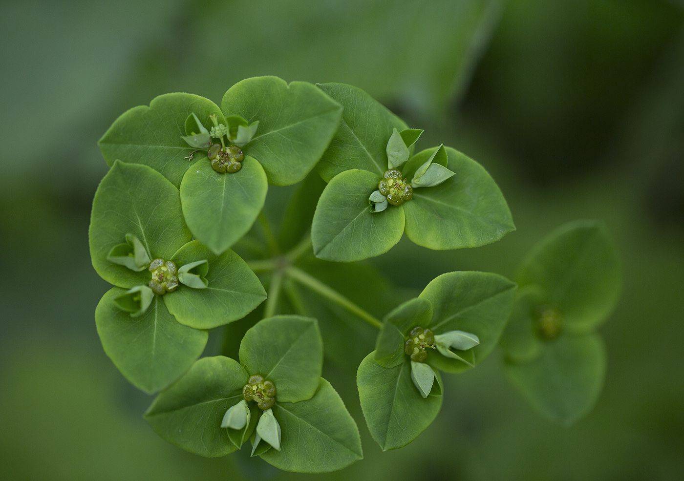 молочай владивосток остров русский май, Евгений Слободской