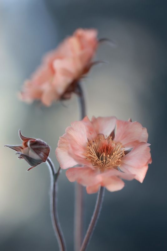 Springtime фото превью